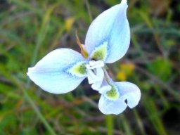 Moraea tripetala spotted nectar guides