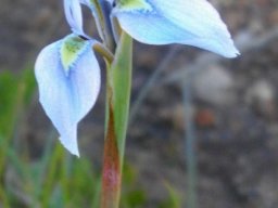 Moraea tripetala pointed spathes