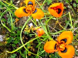 Moraea tulbaghensis
