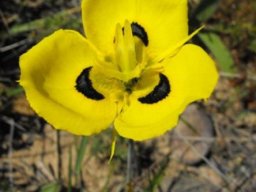 Moraea villosa subsp. elandsmontana