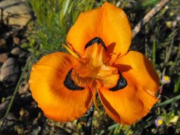 Moraea villosa subsp. elandsmontana