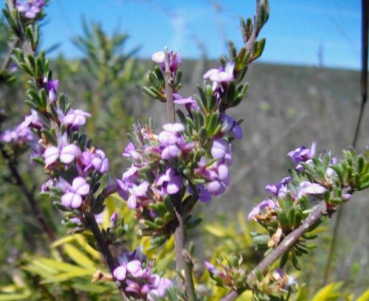 Muraltia dispersa