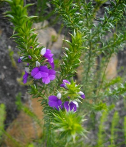 Muraltia heisteria