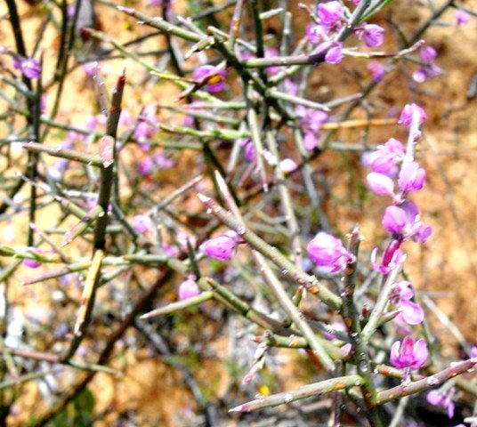 Muraltia spinosa leafless