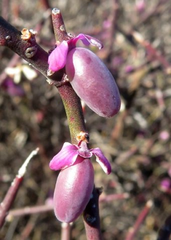 Muraltia spinosa dog-ear sepals