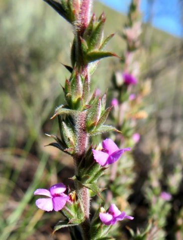 Muraltia squarrosa