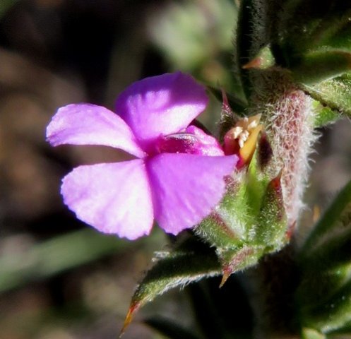 Muraltia squarrosa flower