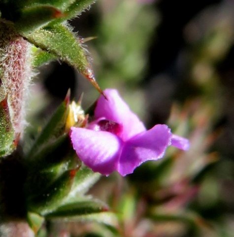 Muraltia squarrosa spine