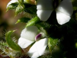 Muraltia arachnoidea flowers