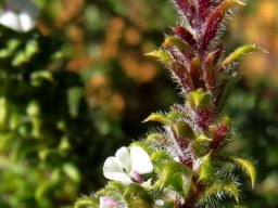 Muraltia arachnoidea purplish stem-tip