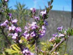 Muraltia dispersa