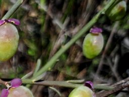 A Namaqualand Muraltia bearing fruit 