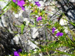 Muraltia heisteria flowers