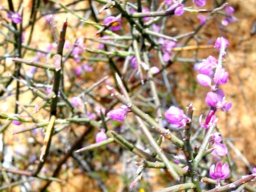 Muraltia spinosa leafless