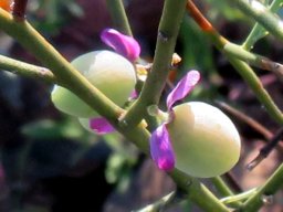 Muraltia spinosa green fruit