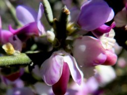 Muraltia spinosa flowers