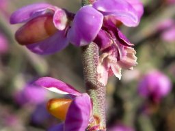 Muraltia spinosa before and after petals drop