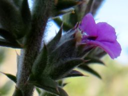 Muraltia squarrosa leaf fascicles