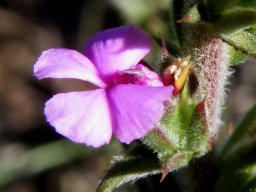 Muraltia squarrosa flower
