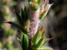 Muraltia squarrosa leaves