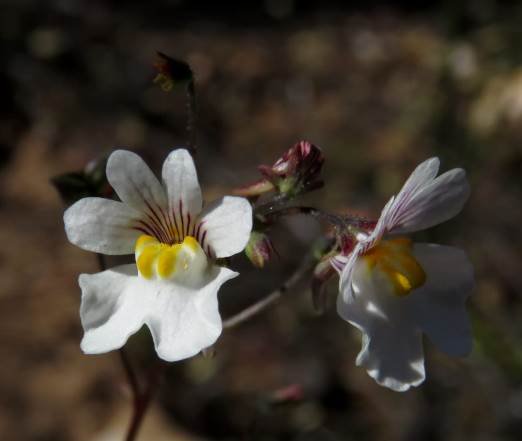 Nemesia bicornis