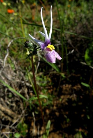 Nemesia cheiranthus deviant lower lip