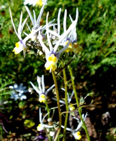 Nemesia cheiranthus