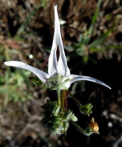 Nemesia cheiranthus from above
