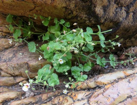 Nemesia deflexa