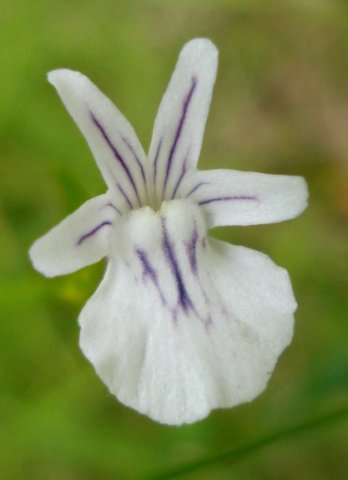 Nemesia diffusa