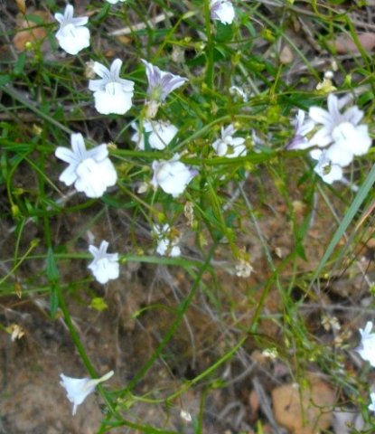 Nemesia diffusa var. diffusa