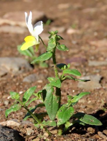 Nemesia floribunda