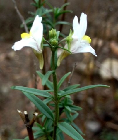 Nemesia fruticans showing spurs