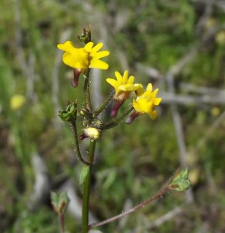 Nemesia gracilis