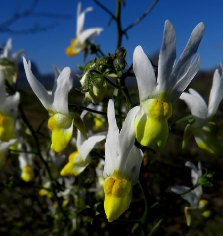 Nemesia ligulata Gothic-steepled