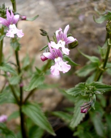 Nemesia rupicola