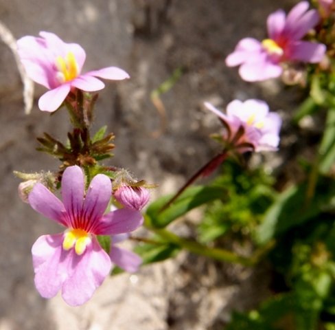 Nemesia strumosa flowers