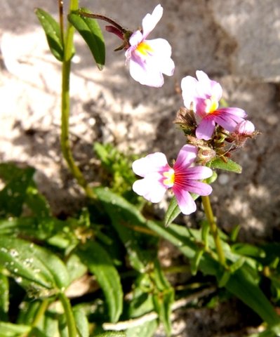 Nemesia strumosa