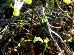 Nemesia anisocarpa