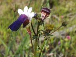 Nemesia barbata