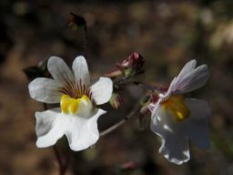 Nemesia bicornis
