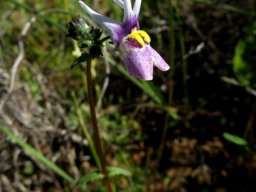 Nemesia cheiranthus deviant lower lip