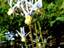 Nemesia cheiranthus
