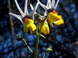 Nemesia cheiranthus majestic flowers