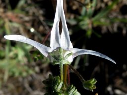 Nemesia cheiranthus from above