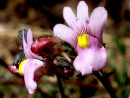Nemesia fruticans flowers, buds and fruit