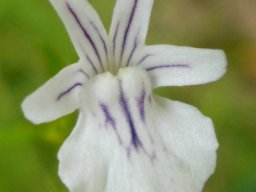 Nemesia diffusa