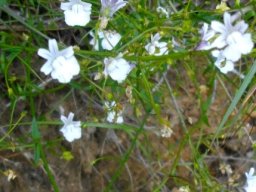 Nemesia diffusa var. diffusa