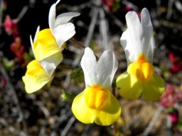 Nemesia floribunda flowers