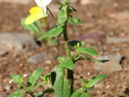 Nemesia floribunda